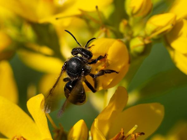 Gewone slobkousbij (Macropis europaea)